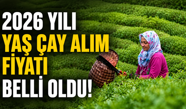 2026 yılı yaş çay alım fiyatı belli oldu