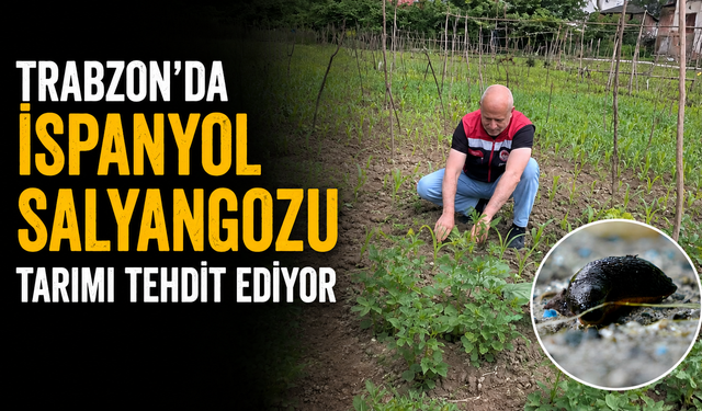 Trabzon’da İspanyol Salyangozu tarımı tehdit ediyor