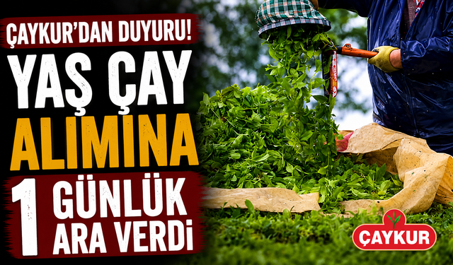 ÇAYKUR yaş çay alımına 1 günlük ara verdi