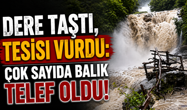Dere Taştı, Tesisi Vurdu: Çok Sayıda Balık Telef Oldu