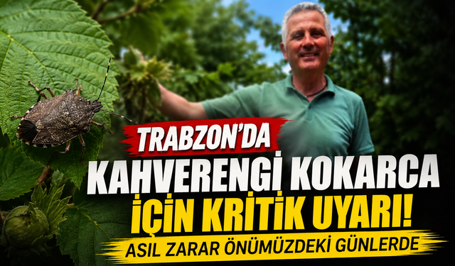 Trabzon'da kahverengi kokarca için kritik uyarı! Asıl zarar önümüzdeki günlerde