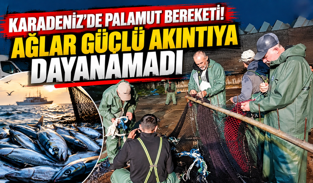 Karadeniz’de Palamut Bereketi! Ağlar Güçlü Akıntıya Dayanamadı