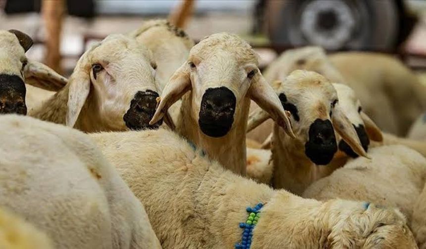2025 yılı kurban kesim bedeli açıklandı