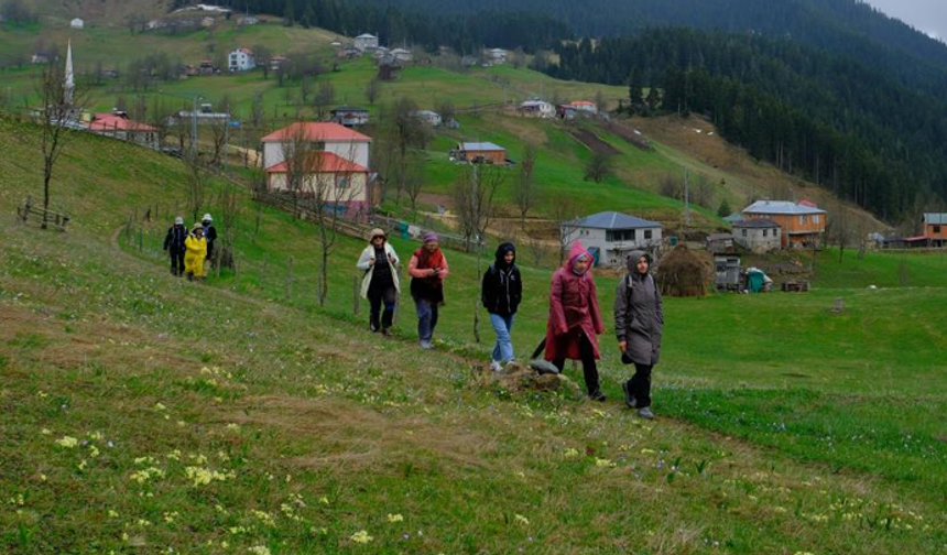 Gümüşhane'nin mor sümbül cenneti Damlı Köyü