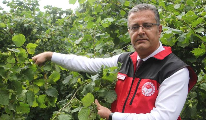 Fındıkta rekolte tespit çalışmaları başladı