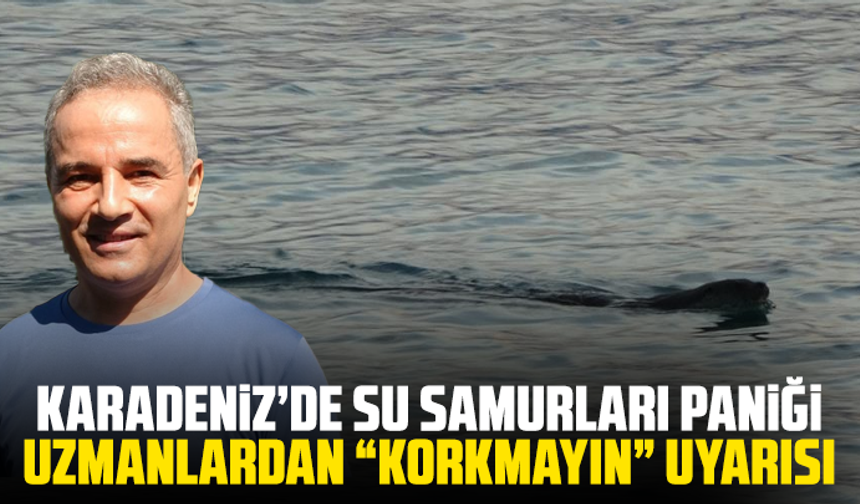 Karadeniz’de su samurları paniği: Uzmanlardan “Korkmayın” uyarısı