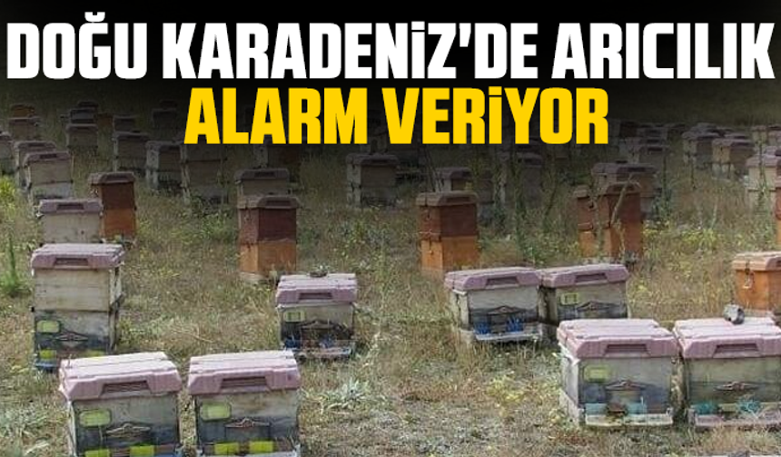 Doğu Karadeniz'de arıcılık alarm veriyor