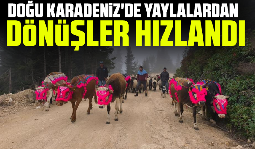 Doğu Karadeniz'de yaylalardan dönüşler hızlandı