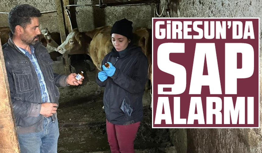 Giresun’da şap alarmı