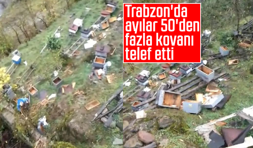 Trabzon'da ayılar 50'den fazla kovanı telef etti