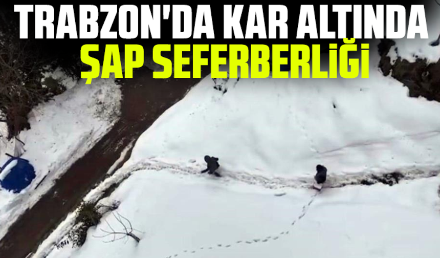 Trabzon'da Kar altında şap seferberliği