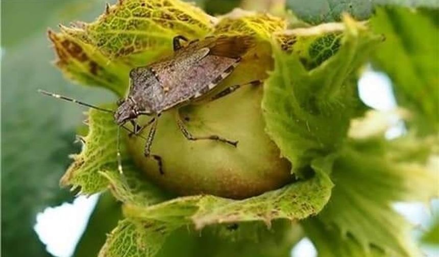Ordu’da kokarca alarmı! Bayramda gelenlere ilaçlama çağrısı