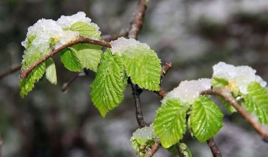 Fındık için kritik uyarı geldi: Zirai don tehlikesi sürüyor