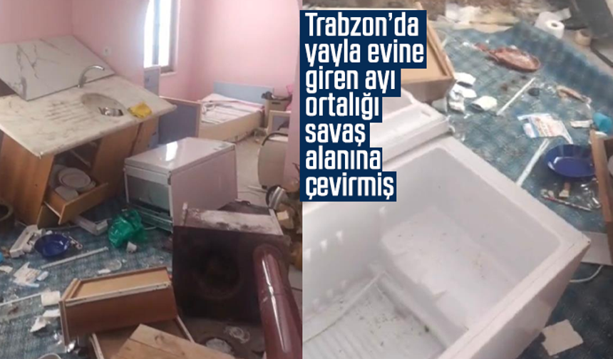 Trabzon’da yayla evine giren ayı ortalığı savaş alanına çevirmiş
