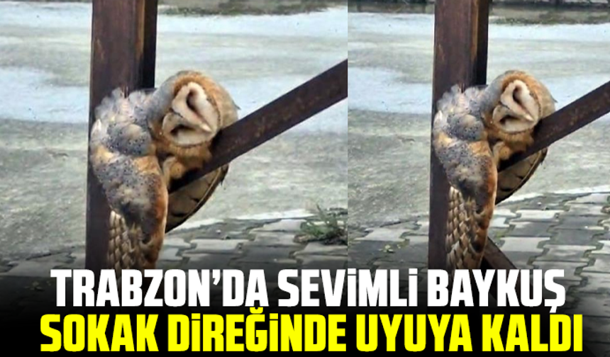 Trabzon’da sevimli Baykuş sokak direğinde uyuya kaldı