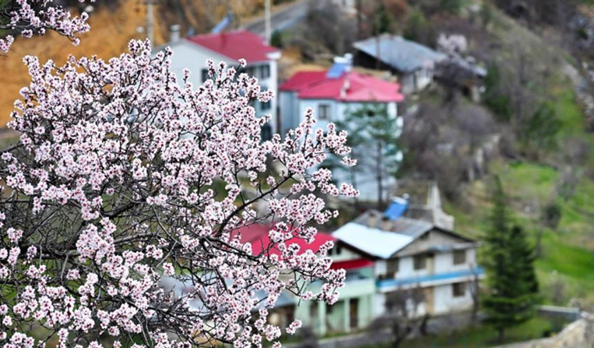 Gümüşhane'de baharın renkleri kışın beyazıyla kucaklaştı