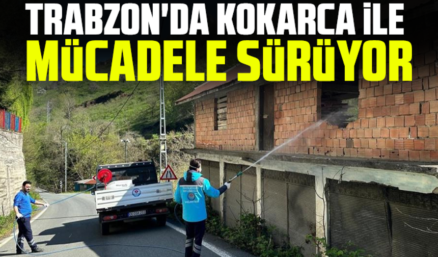Trabzon'da kokarca ile mücadele sürüyor