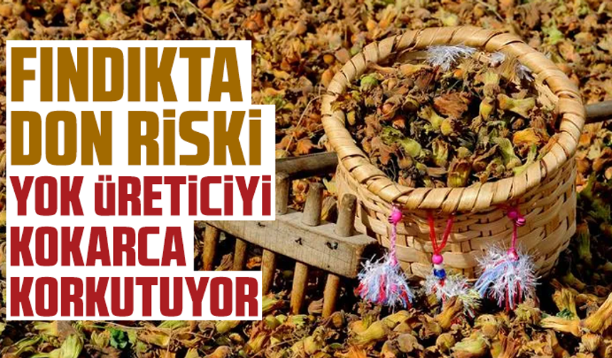 Fındıkta don riski yok, üreticiyi kokarca korkutuyor