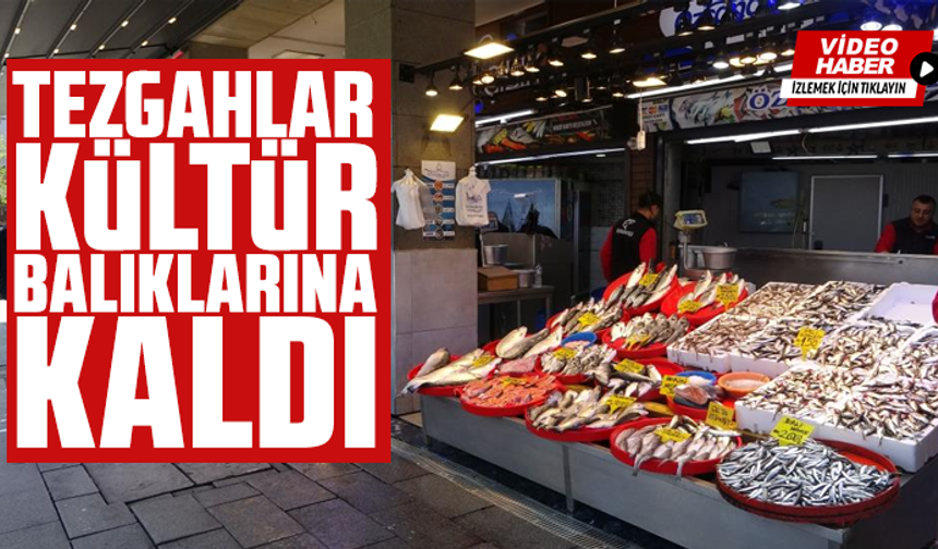 Tezgahlar kültür balıklarına kaldı