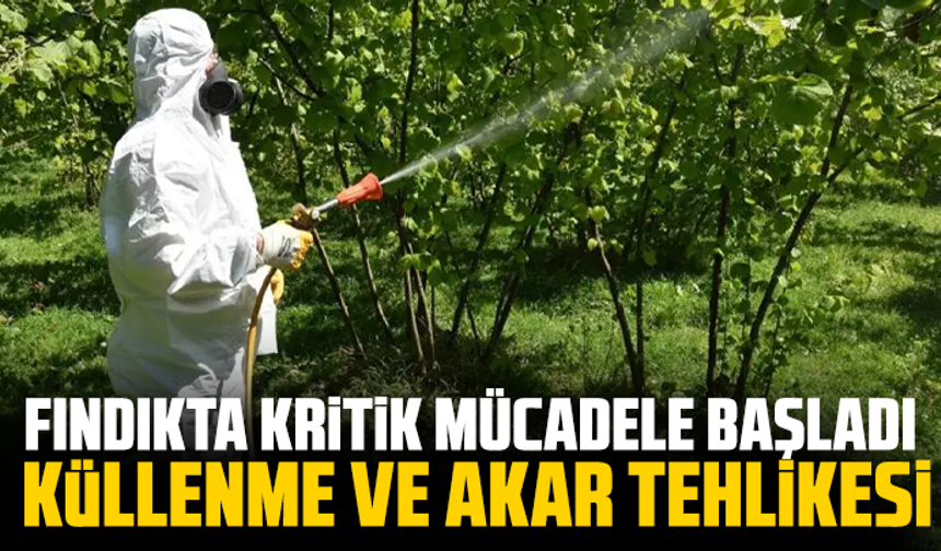 Fındıkta kritik mücadele başladı: Küllenme ve akar tehlikesi