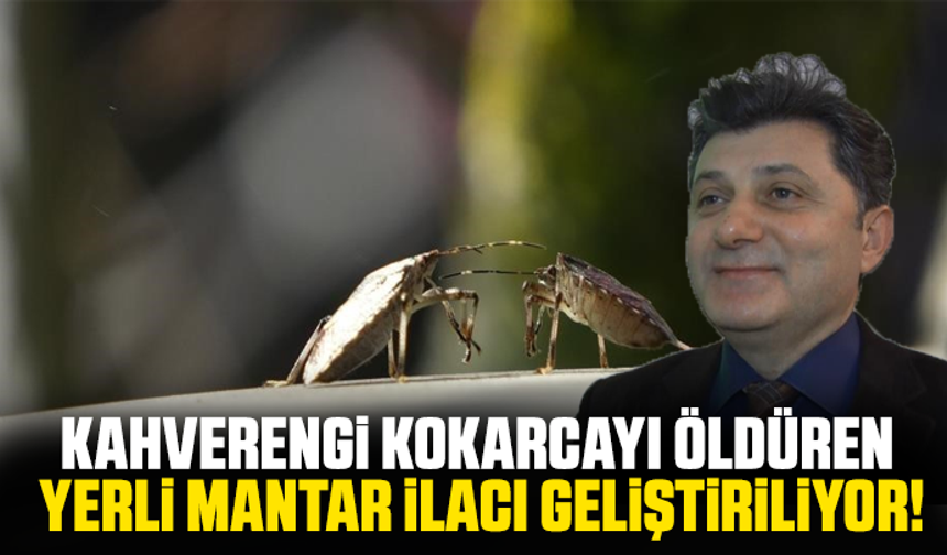 Kahverengi kokarcaya karşı yeni umut: Böceği öldüren yerli mantar ilacı geliştiriliyor!