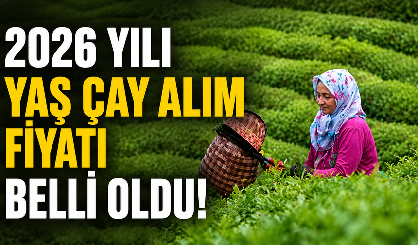 2026 yılı yaş çay alım fiyatı belli oldu