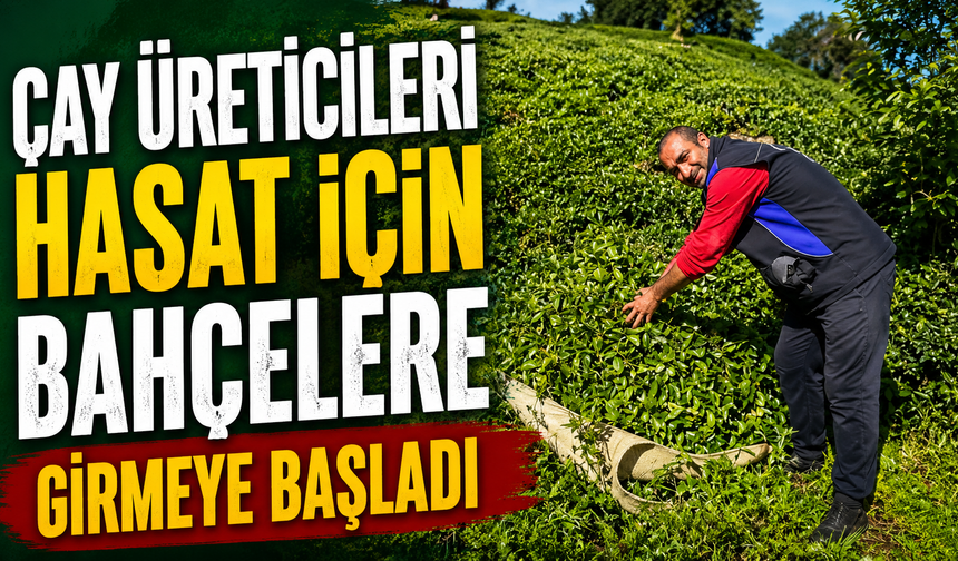 Çay üreticileri hasat için bahçelere girmeye başladı