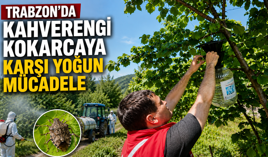 Trabzon’da kahverengi kokarcaya karşı yoğun mücadele