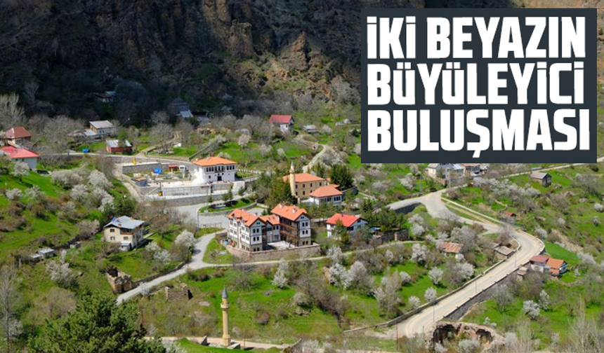 Gümüşhane'de iki beyazın büyüleyici buluşması