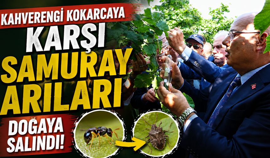 Kahverengi kokarcaya karşı samuray arıları doğaya salındı