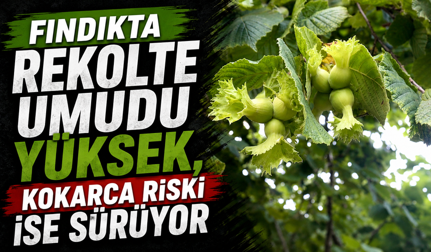 Fındıkta rekolte umudu yüksek, kokarca riski ise sürüyor