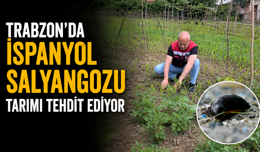 Trabzon’da İspanyol Salyangozu tarımı tehdit ediyor