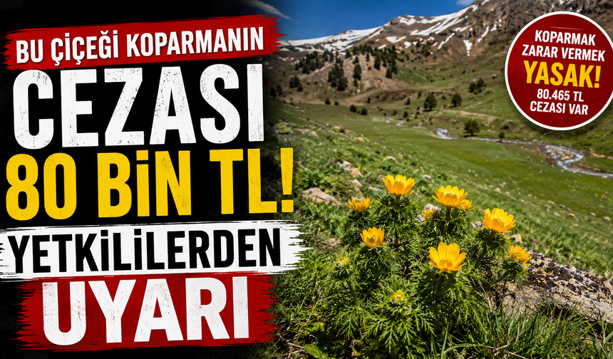 Bu çiçeği Koparmanın Cezası 80 Bin TL! Yetkililerden Uyarı