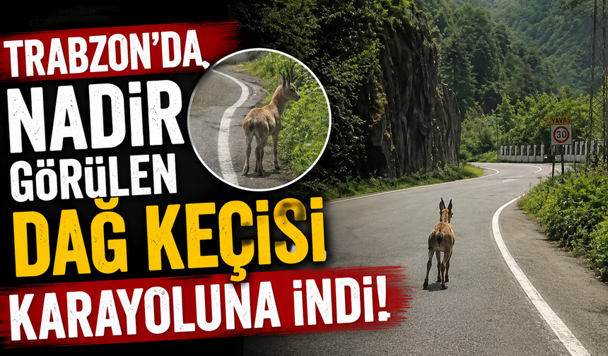 Trabzon'da Nadir Görülen Dağ Keçisi Karayoluna İndi!
