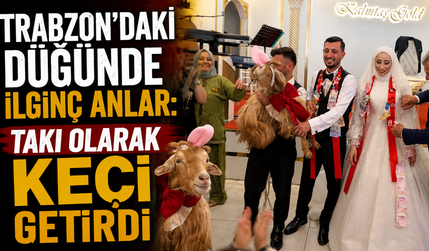Trabzon'daki Düğünde İlginç Anlar: Takı Olarak Keçi Getirdi