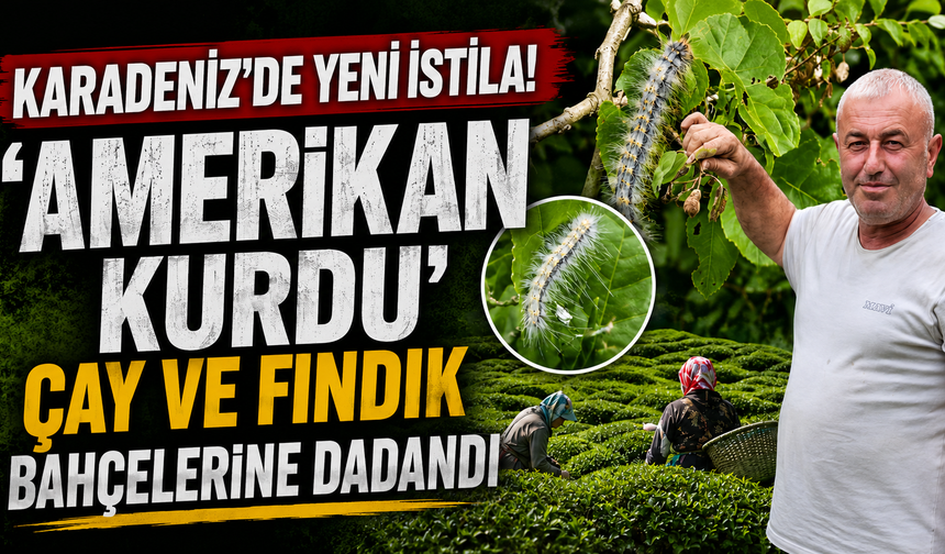 Karadeniz'de Yeni İstila! 'Amerikan Kurdu' Çay ve Fındık Bahçelerine Dadandı