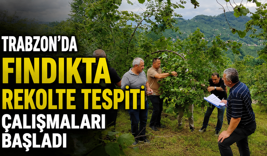 Trabzon’da fındıkta rekolte tespiti çalışmaları başladı