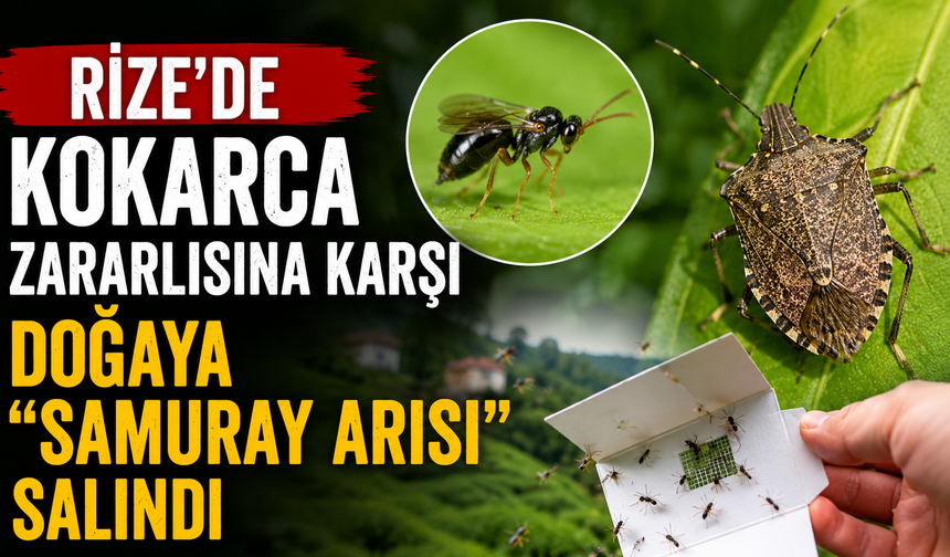 Rize'de kokarca zararlısına karşı doğaya "Samuray Arısı" salındı