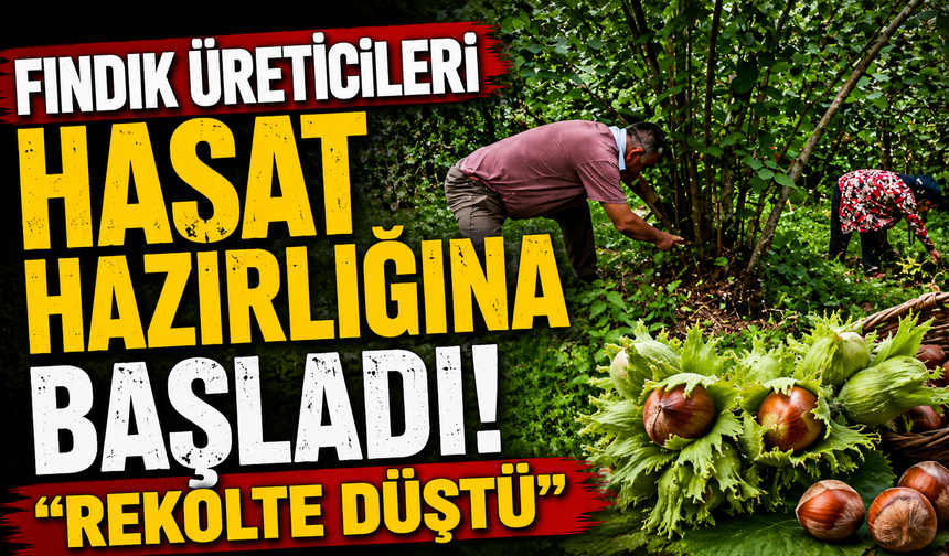 Fındık üreticileri hasat hazırlığına başladı: "Rekolte düştü"