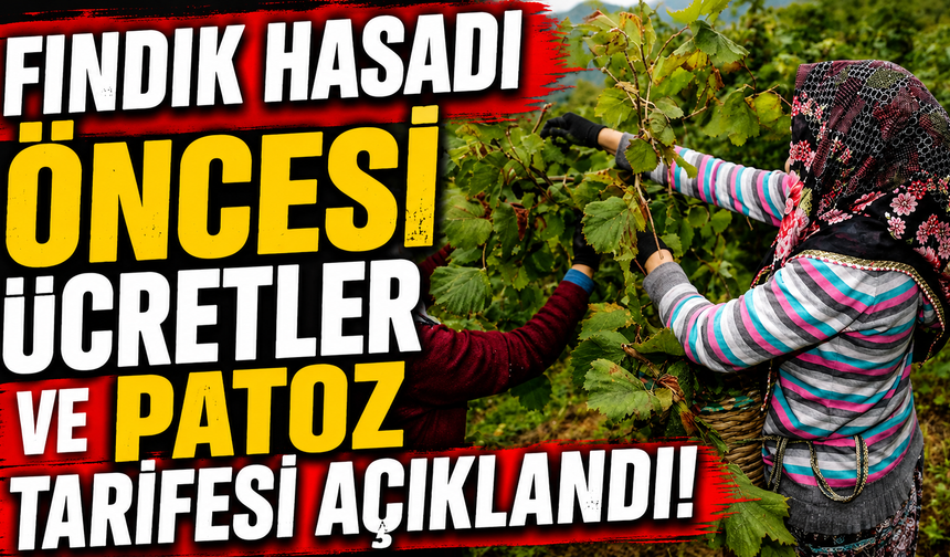 Fındık Hasadı Öncesi Ücretler ve Patoz Tarifesi Açıklandı