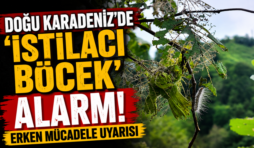 Doğu Karadeniz'de 'istilacı böcek' alarmı! Erken mücadele uyarısı