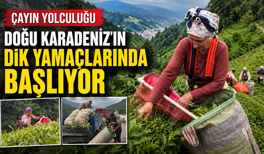 Çayın Yolculuğu Doğu Karadeniz'in Dik Yamaçlarında Başlıyor