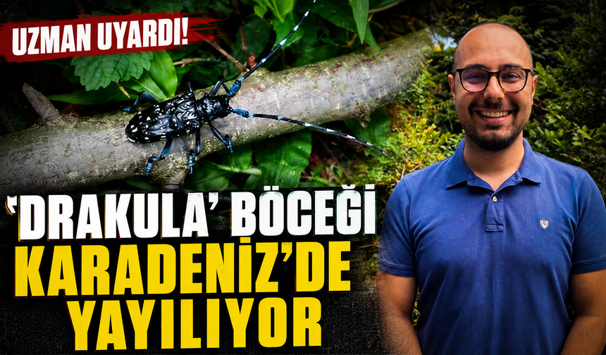 'Drakula' böceği Karadeniz'de yayılıyor