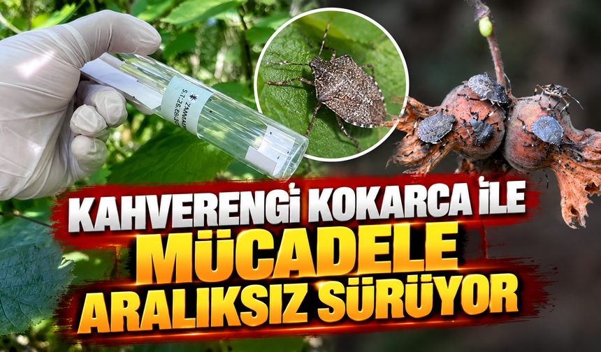 Kahverengi kokarca ile mücadele aralıksız sürüyor