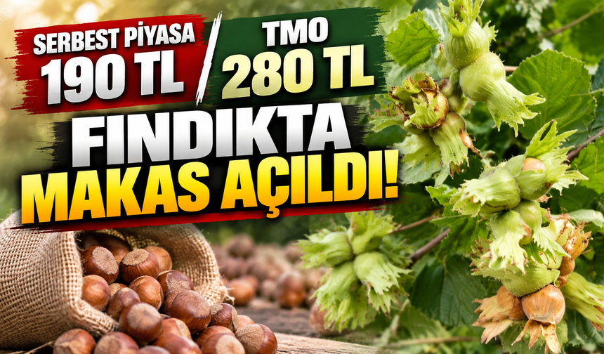 Serbest piyasa 190 TL, TMO 280 TL! Fındıkta makas açıldı