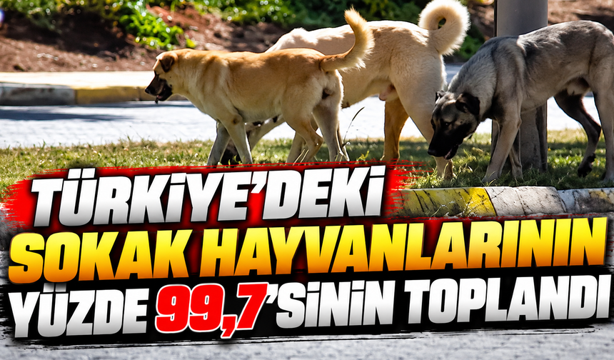 Türkiye'deki sokak hayvanlarının yüzde 99,7'sinin toplandı