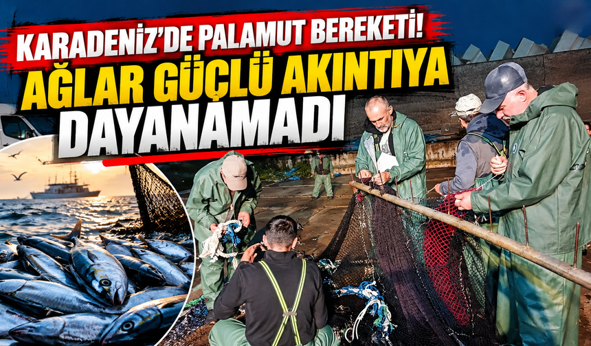 Karadeniz’de Palamut Bereketi! Ağlar Güçlü Akıntıya Dayanamadı