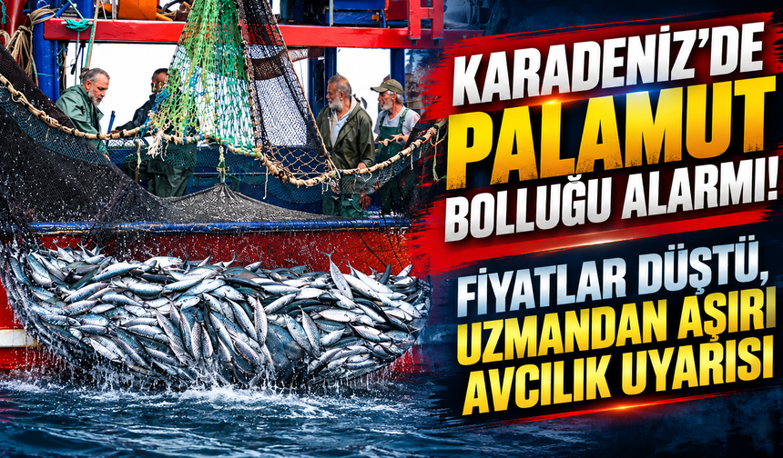 Karadeniz’de Palamut Bolluğu Alarmı! Fiyatlar Düştü, Uzmandan Aşırı Avcılık Uyarısı