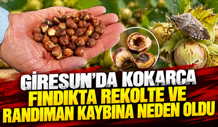 Giresun'da kokarca fındıkta rekolte ve randıman kaybına neden oldu