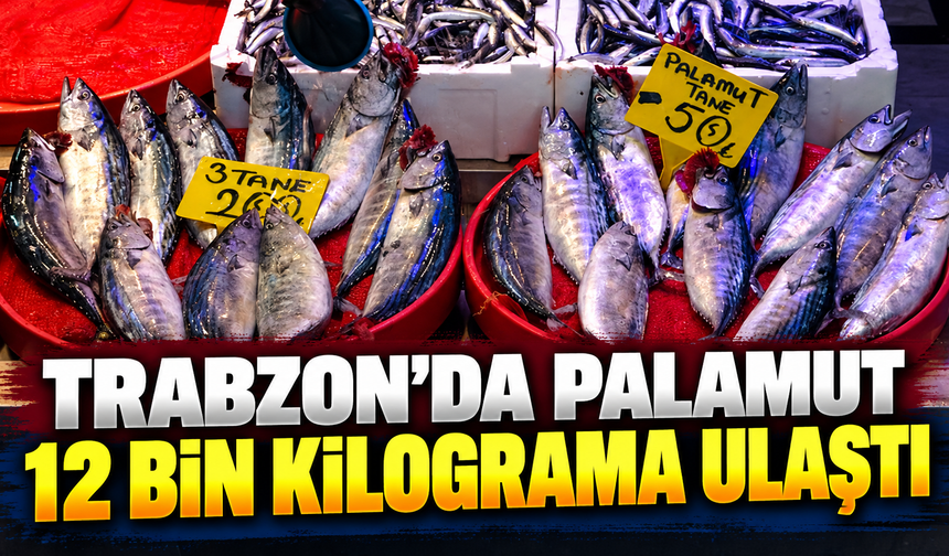 Trabzon’da avlanan palamut miktarı 12 bin kilograma ulaştı